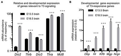 The Type 3 Deiodinase Is a Critical Modulator of Thyroid Hormone Sensitivity in the Fetal Brain